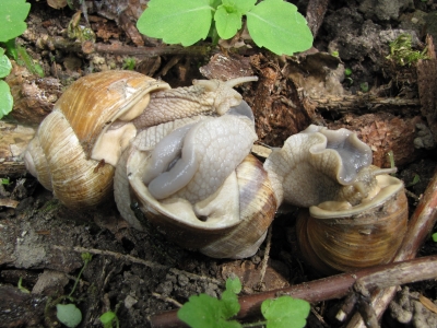 Dreier Im Wald Dreier Im Wald